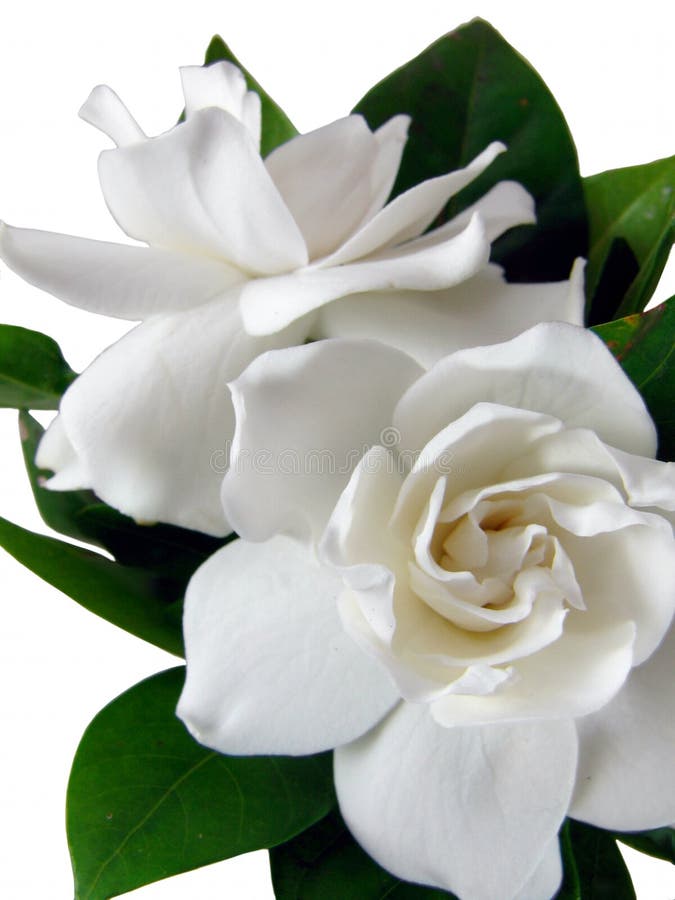 gardenia odosobniony s zdjęcie stock gardenia odosobniony s zdjęcie stock