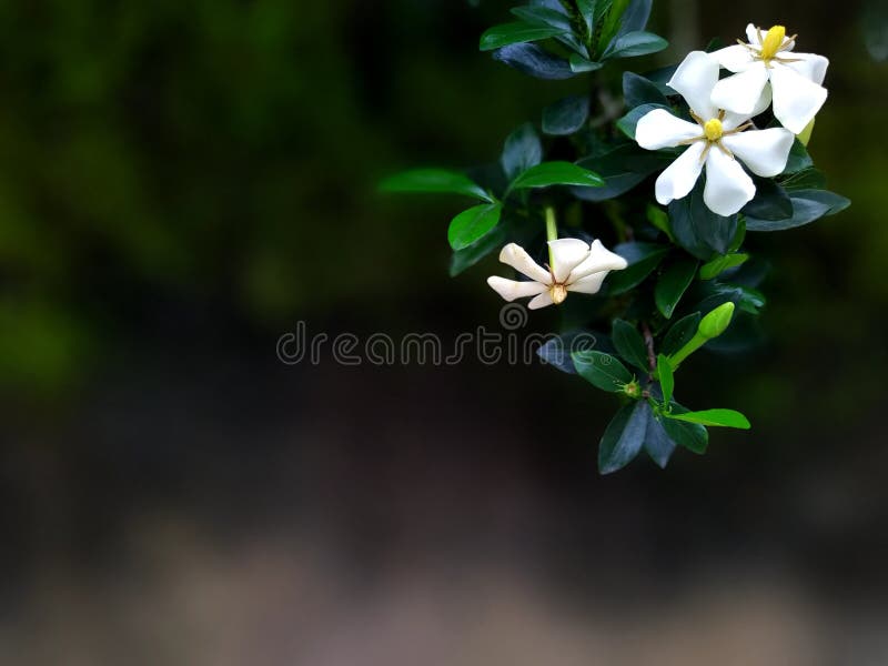 Wallpaper ID 1238756  plants nature gardenia vulnerability beauty in  nature inflorescence flowers fragrance outdoors white color 5K  closeup selective focus day free download