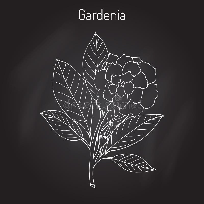 Gardeniajasminoides, gardenia stock illustrationer Gardeniajasminoides, gardenia stock illustrationer