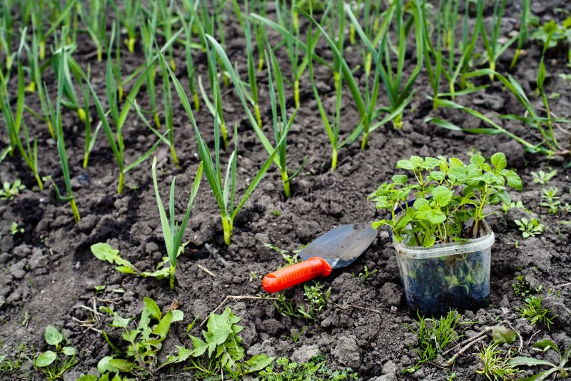 Gardening