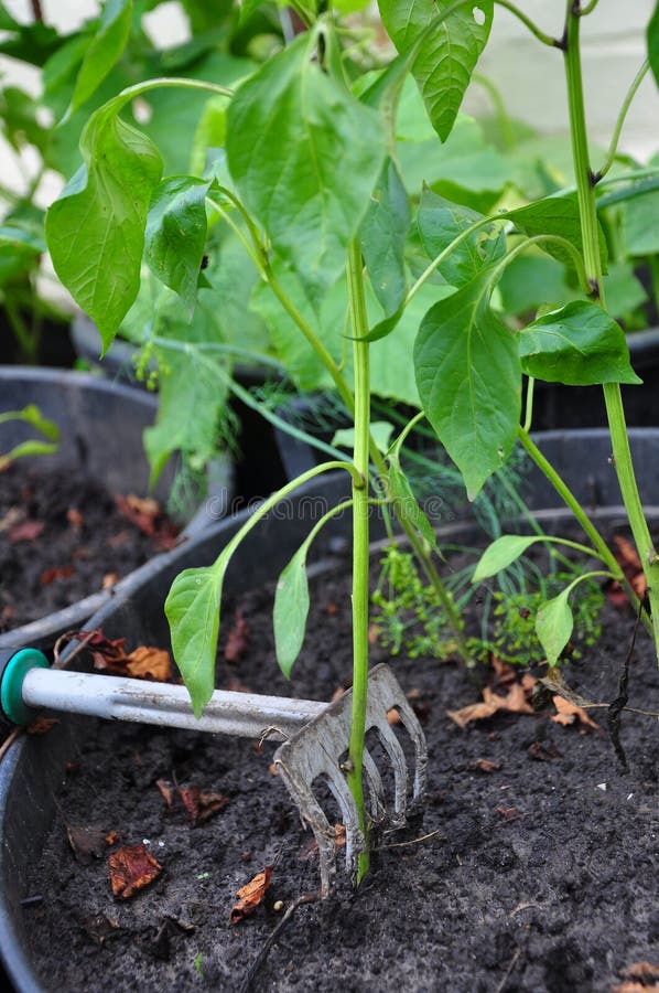 Gardening stock image. Image of cultivated, flower, concepts 24056839