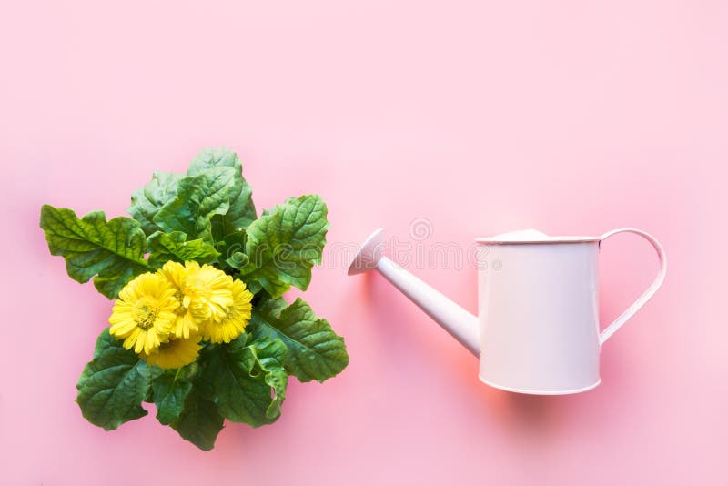 Gardening Background With Watering Can And Gerbera Flowers On Pink. Top View. Copy Space