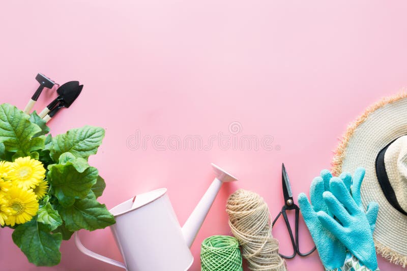 Gardening border with gerbera, tools and flowers on pink background . Top view. Copy space.