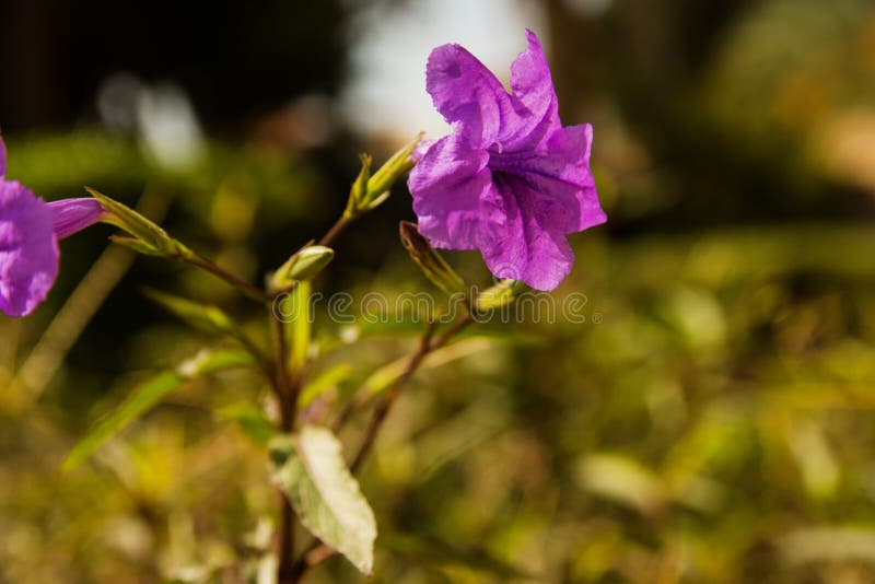 Gardening concept. Beautiful flowers Ruellia Caroliniensis, Carolina Wild Petunia. Postcard.