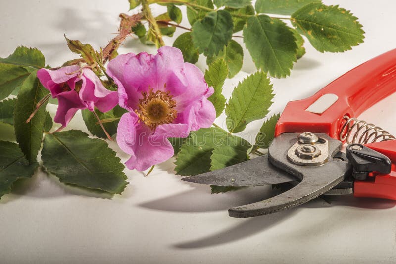 Gardening Cutting Roses stock image. Image of roses 120199839