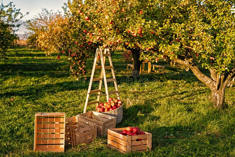 285,465 Apple Tree Stock Photos - Free & Royalty-Free Stock Photos from ...