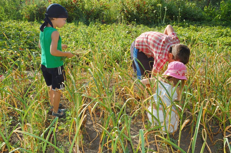 Tre bambini di giardinaggio nell'orto.