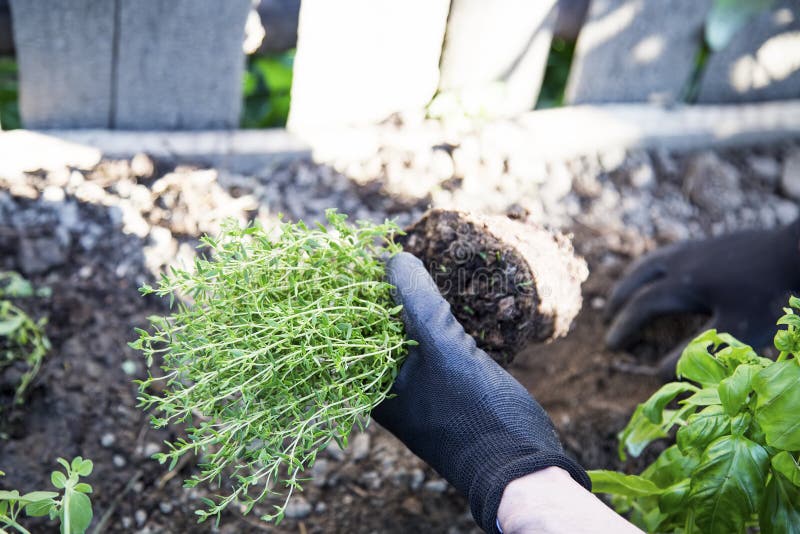 gardening Kultivierung eines Topfes des Thymiankrauts lizenzfreies stockbild gardening Kultivierung eines Topfes des Thymiankrauts lizenzfreies stockbild