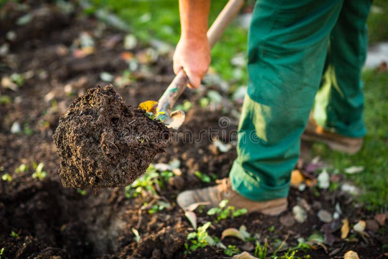 Giardinaggio uomo scavando giardino suolo (poco profondo selettivo concentrarsi) 