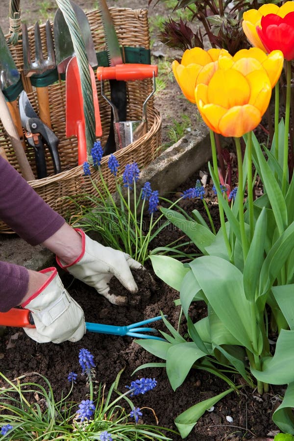 Due guanti donna mani dissodare il terreno, preparandolo per piantare i fiori.