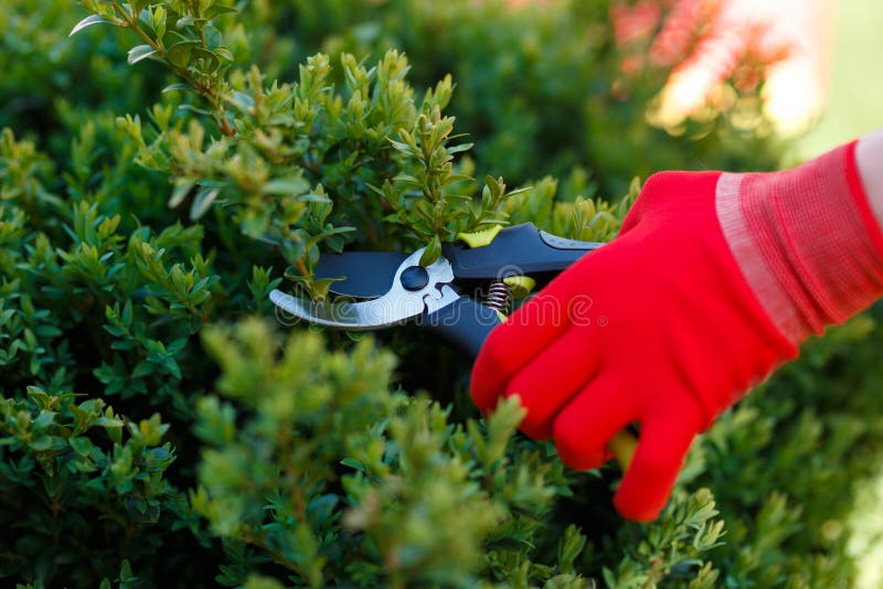 Gardening pruning closeup, trimming bushes in spring.