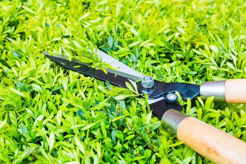 Gardening Scissor With Cutting Hedge Stock Photo Image of clippers