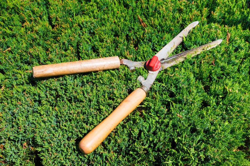 Gardening Shears To Trim Hedges and Bushes Stock Photo Image of close