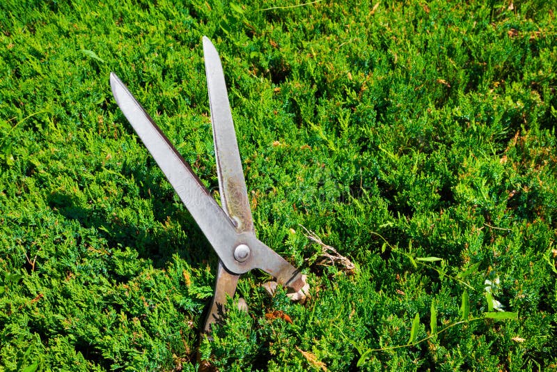 Gardening Shears To Trim Hedges and Bushes Stock Photo Image of blades, nursery 60963642