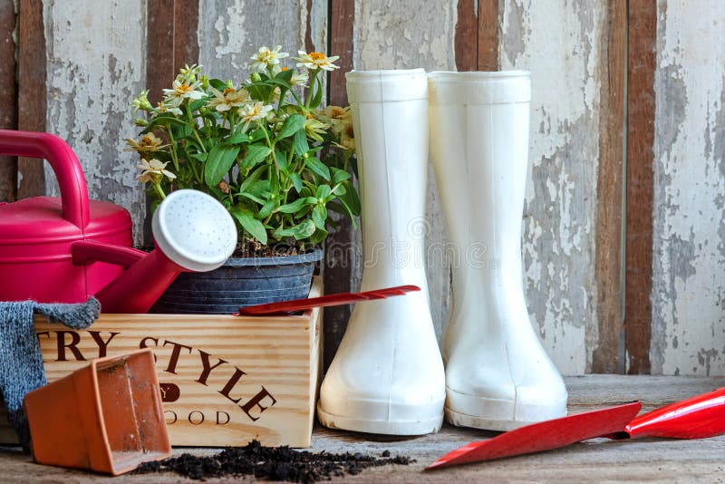 The gardening a shovel filled with soil and flowers potted tool in the garden summer spring time.