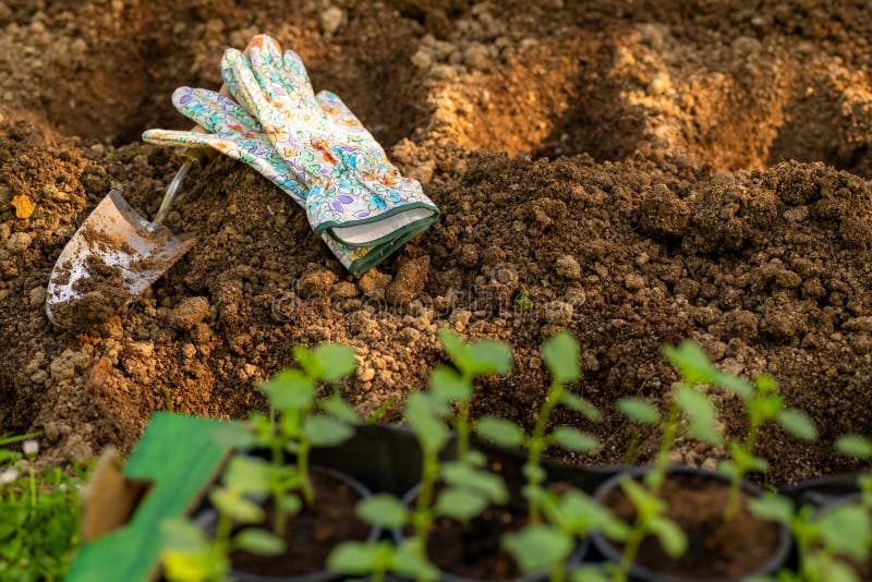 Gardening. Soil preparation before planting in the garden. Digging holes, adding chicken manure pellets and compost.