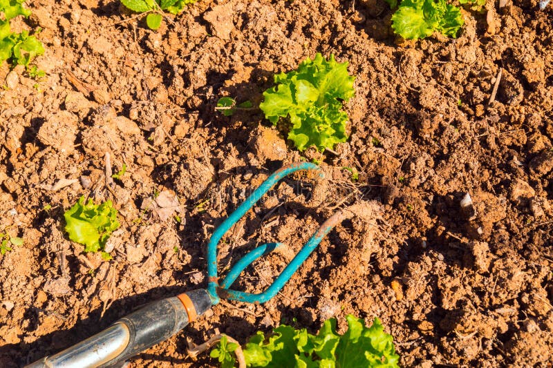 Gardening Tool on the Ploughed Ground Stock Photo Image of gardening