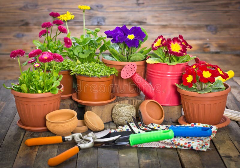 Gardening Tools and Flowers Stock Photo Image of potting, homework 39014718