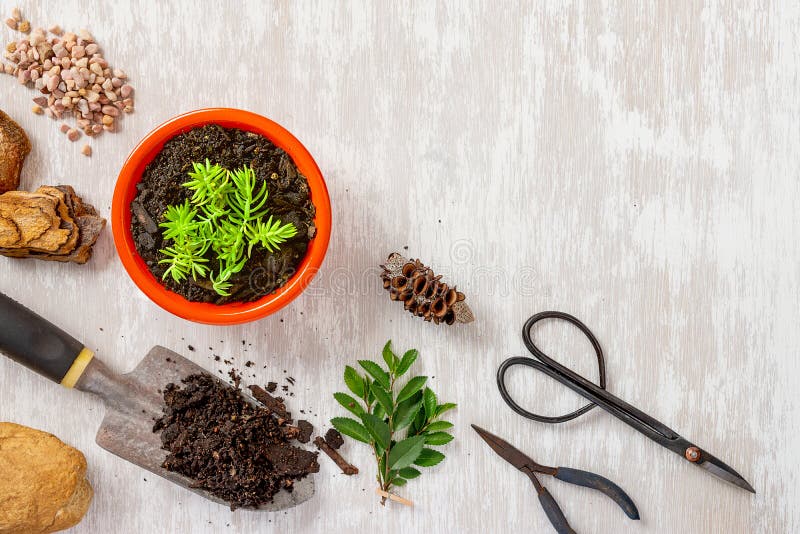 Gardening Tools and Potted Plant Flat Lay Image Shot from Above Stock