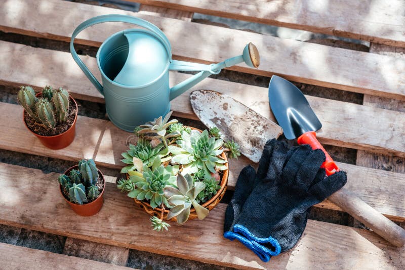 Gardening Tools for Repotting Succulents and Cactuses in the Home ...