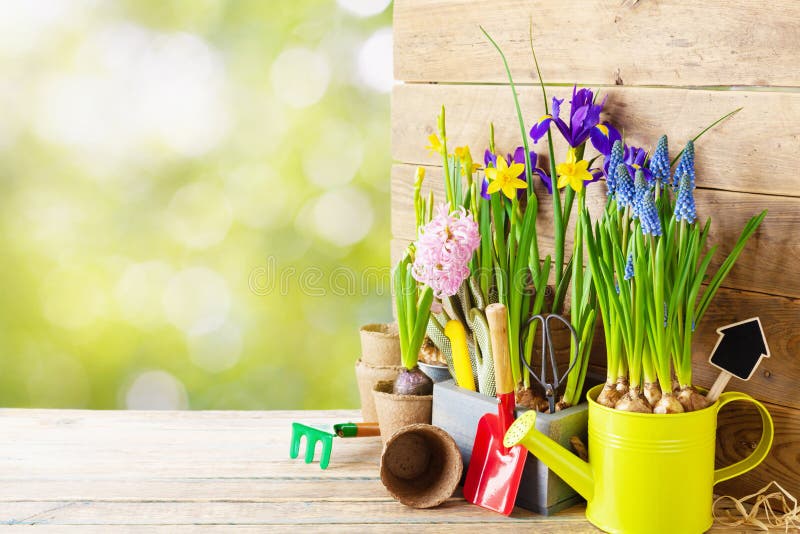 Spring Flowers with Gardening Tools Stock Image - Image of growth ...