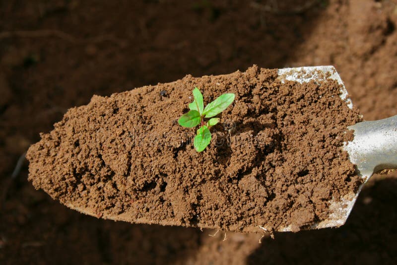 Gardening trowel royalty free stock photo