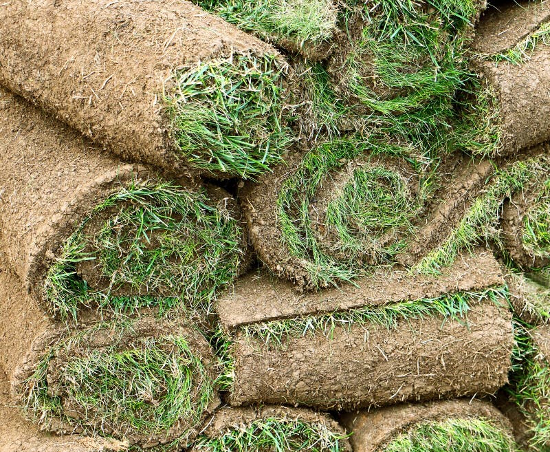 Gardening Turf Grass Rolls Stock Photo Image of stacked, lawn 84684242