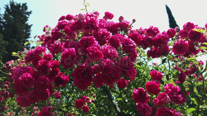 Gardenrosor, rosenbuske, rosa blommor i trädgården som flyttas med vinden, färgstarka sommarbakgrunder