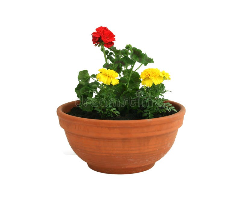 Gardens flowers in pot isolated on white