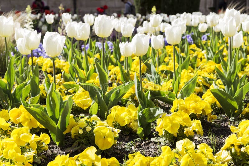 Gardin ha fiorito con differenti fiori colorati fotografie stock libere da diritti Gardin ha fiorito con differenti fiori colorati fotografie stock libere da diritti