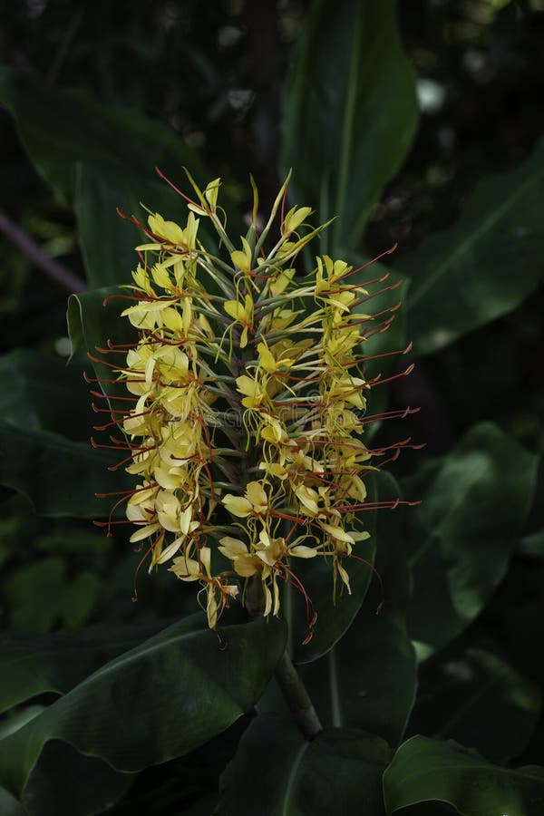 Gardnerianum Hedychium, дикий имбирь gardnerianum архипелага Азорских островах стоковое фото