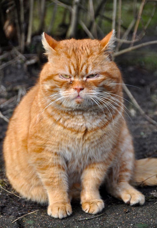 Garfield cat stock photo. Image of dirty, outdoor, fleas - 42148622