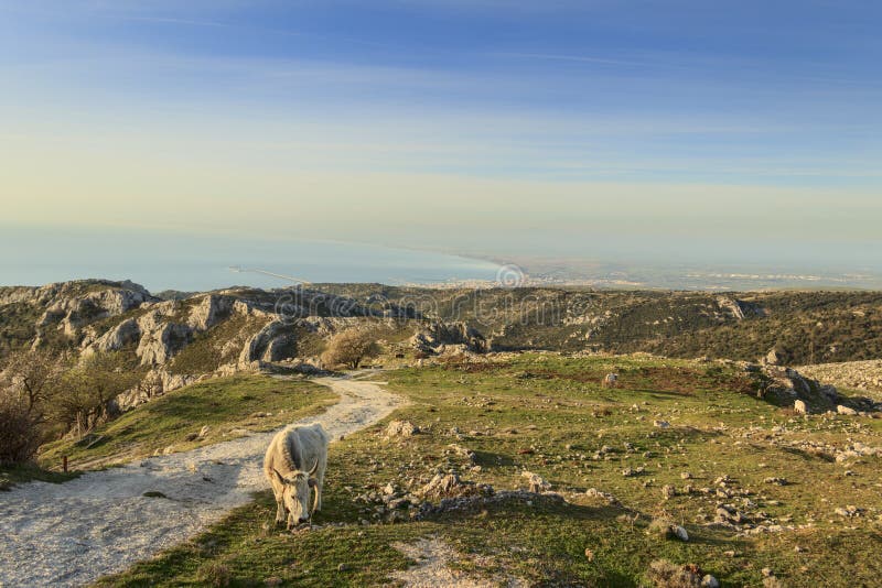 Gargano udde: panoramautsikt fr?n Monte Sant ` Angelo Lantligt landskap med kon och att beta: p royaltyfria foton Gargano udde: panoramautsikt fr?n Monte Sant ` Angelo Lantligt landskap med kon och att beta: p royaltyfria foton