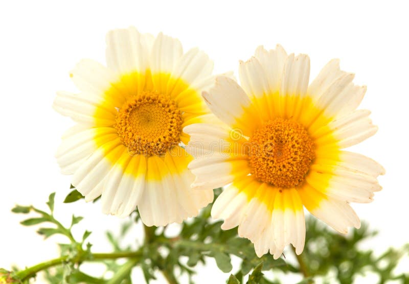 Garland Chrysanthemum Isolated on White Stock Image Image of crown