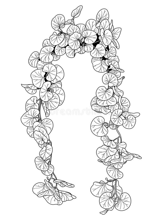 Climbing Plant Stock Illustrations 2,516 Climbing Plant Stock