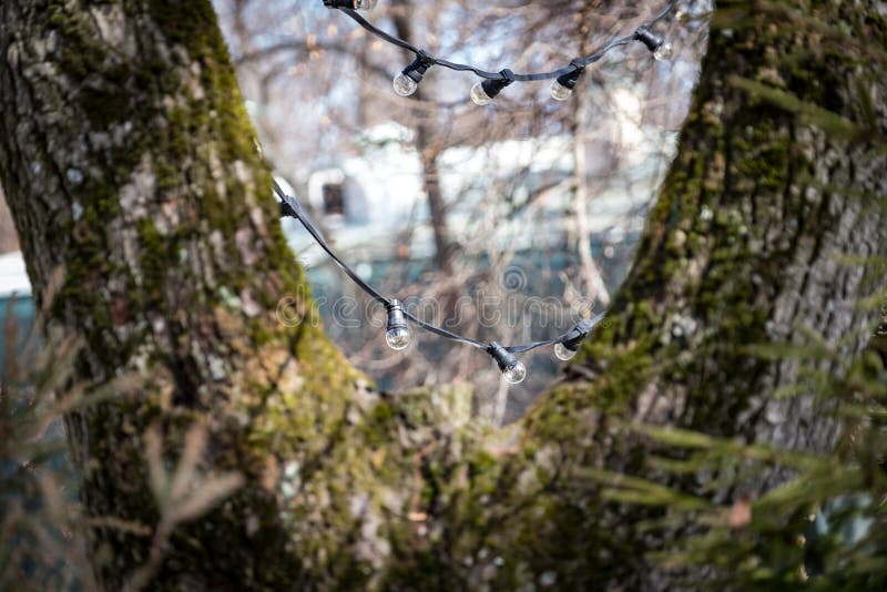 Garland of lamps on a tree from afar stock photography Garland of lamps on a tree from afar stock photography