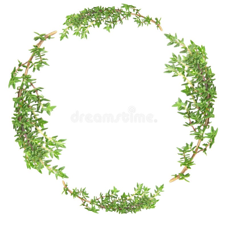 Garland of Thyme royalty free stock photo