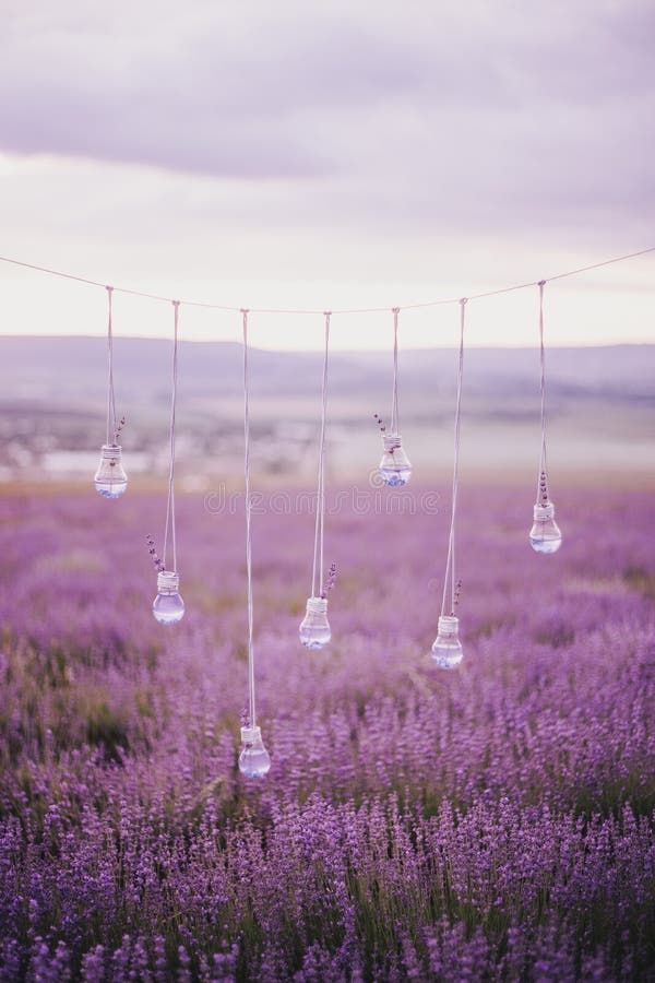 Garland with vases in shape of a light bulbs in a lavender field royalty free stock photo Garland with vases in shape of a light bulbs in a lavender field royalty free stock photo