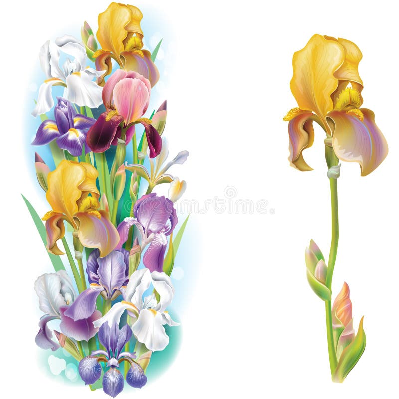 Garlands of Iris flowers