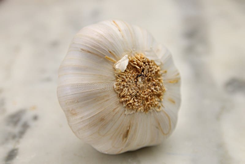 Garlic