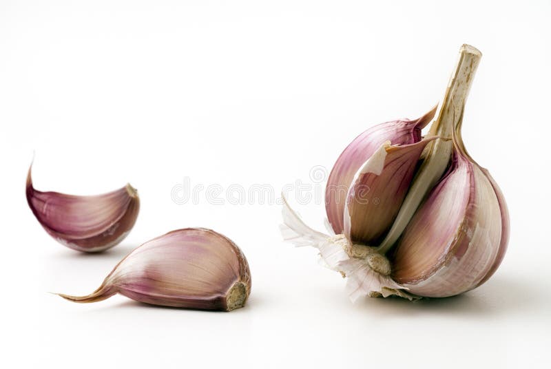 Garlic