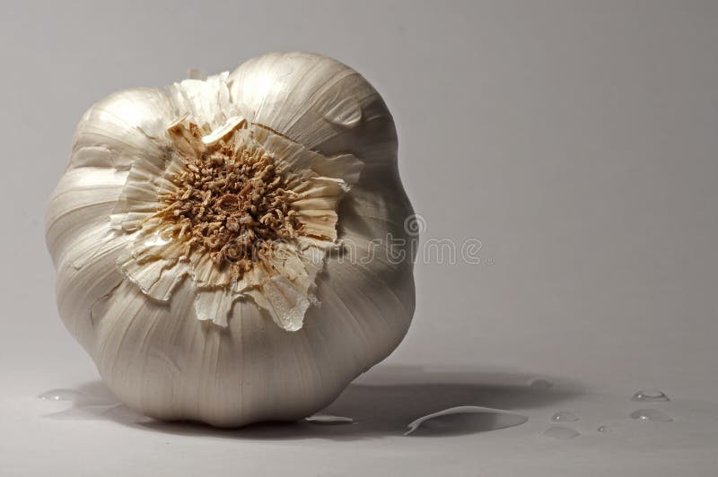 Garlic 2