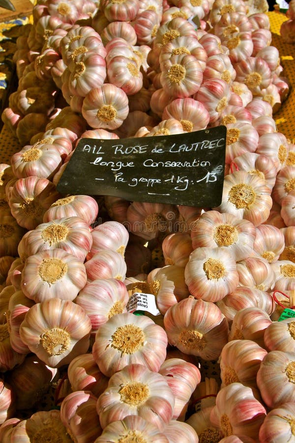 Garlic stock image. Image of france, allium, bunch, tourism 21354991