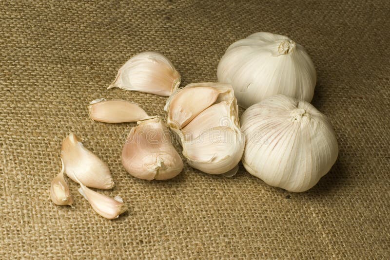 Garlic