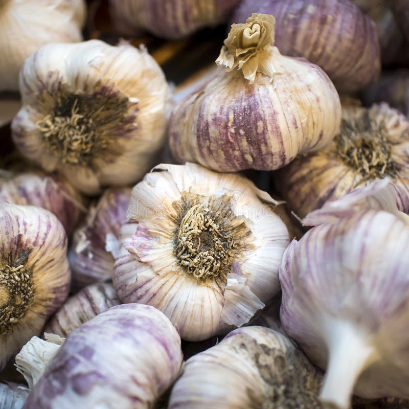 Garlic Allium sativum; English: garlic is the name of the plant of the genus Allium as well as the name of the tuber produced. Has a history of use by humans for more than 7,000 years, mainly growin