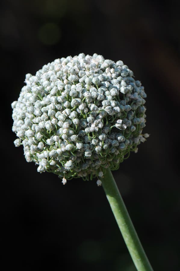 Garlic bloom stock image. Image of garlic, spicy, root 10333523