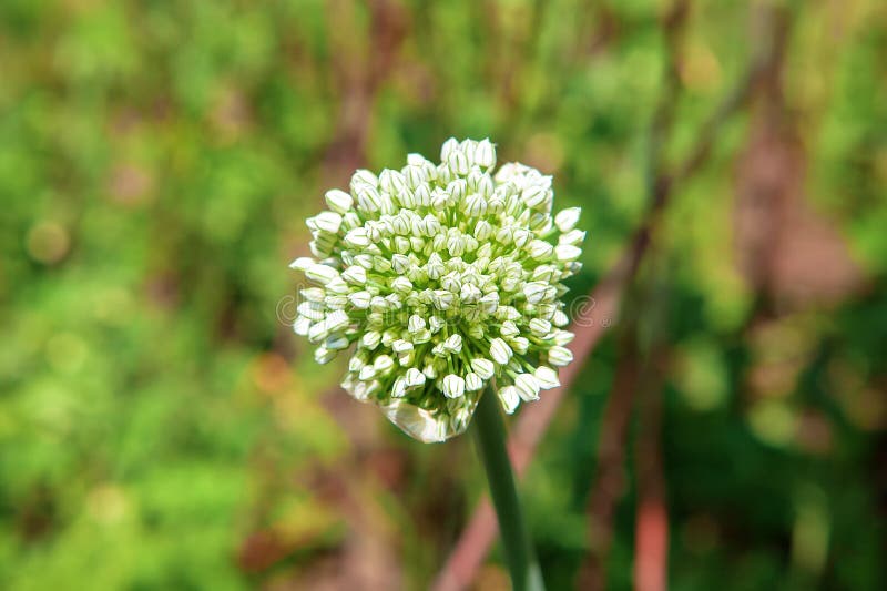 Garlic in bloom stock photo. Image of medicinal, close 187040628