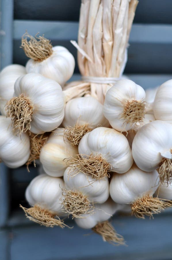 Garlic Braid stock photo. Image of shutter, healthy, plait - 33234684