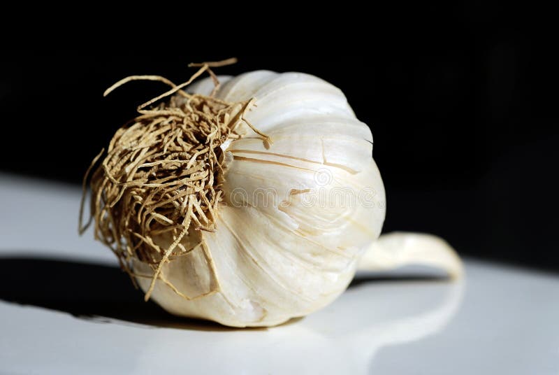 Garlic Bulb Picture. Image 4831947