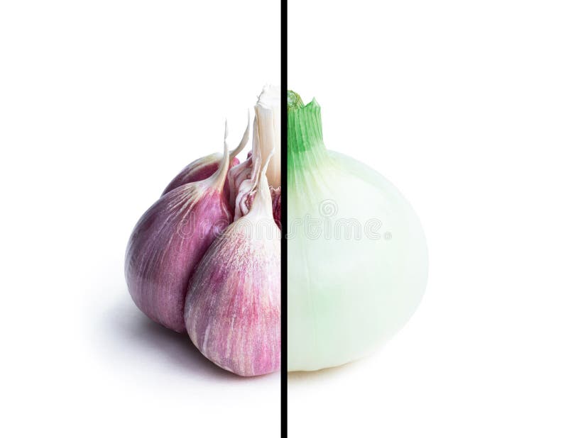 Garlic Bulb Vs Onion Bulb Comparison Concept Isolated on White Stock Image Image of edible